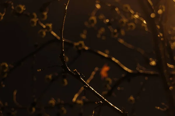 Park Herbst Bei Nacht — Stockfoto