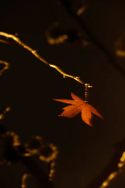 秋の夜の公園 — ストック写真