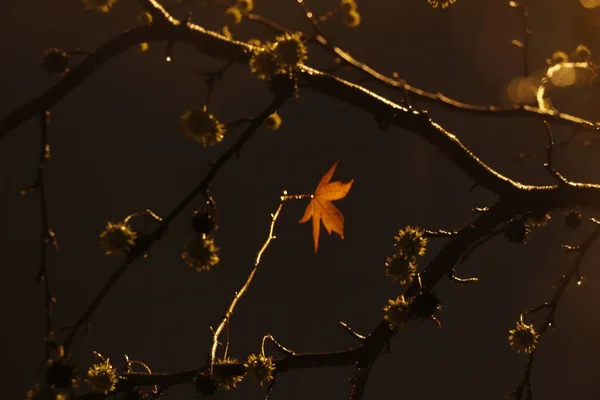 秋の夜の公園 — ストック写真