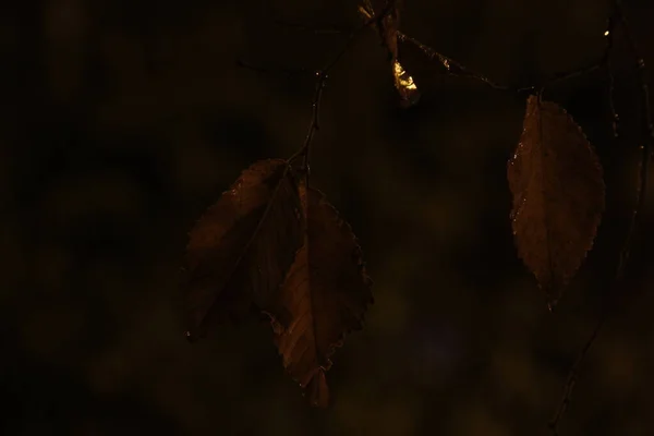 Парк Восени Вночі — стокове фото