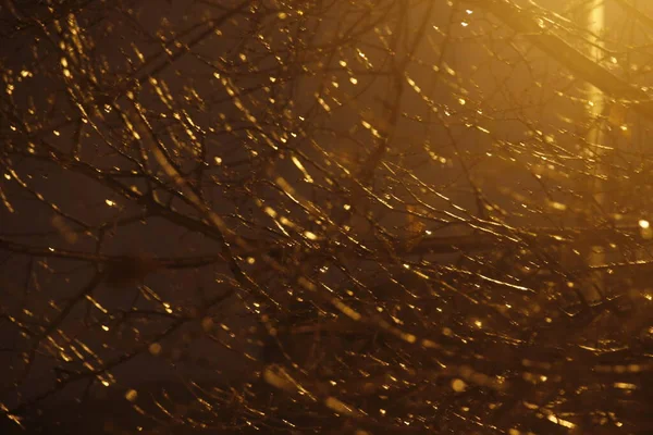 秋の夜の公園 — ストック写真