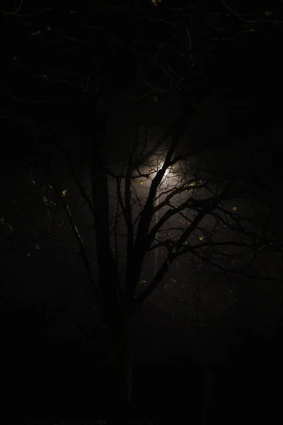 Parque Otoño Por Noche — Foto de Stock