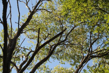 Bir şehir parkında bitki örtüsü