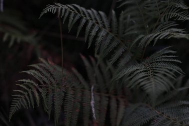 Bir şehir parkında bitki örtüsü