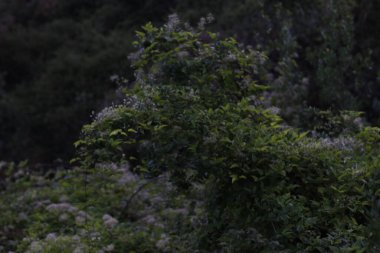 Bir şehir parkında bitki örtüsü