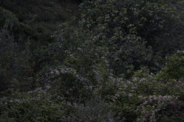 Bir şehir parkında bitki örtüsü