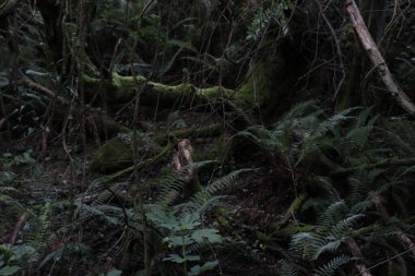 Bir şehir parkında bitki örtüsü