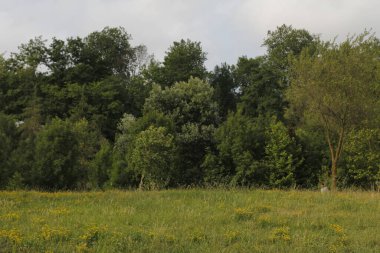 Bir şehir parkında bitki örtüsü