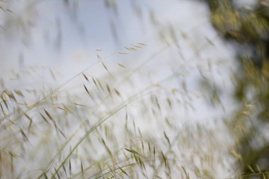 Bir şehir parkında bitki örtüsü