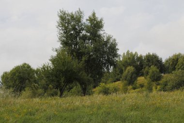 Bir şehir parkında bitki örtüsü