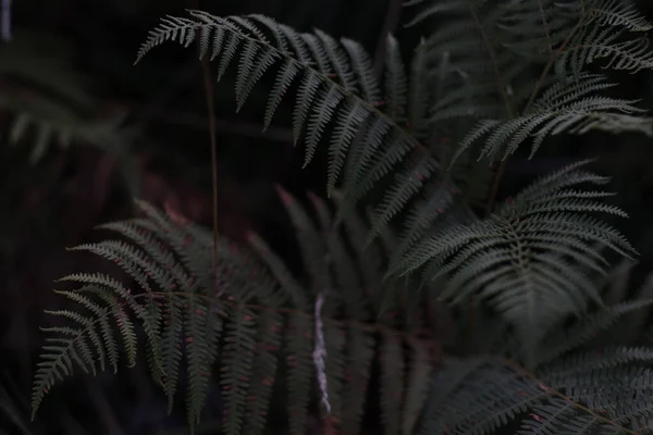 Vegetation Stadspark — Stockfoto