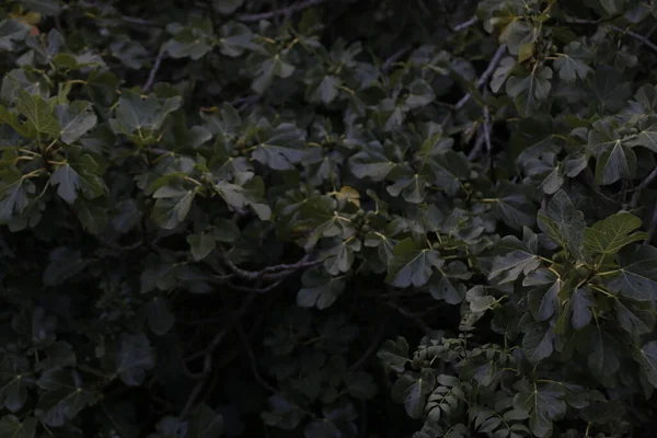 Vegetation Stadspark — Stockfoto