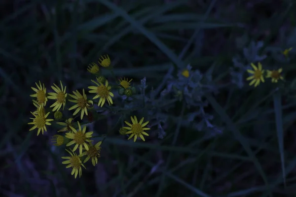 Vegetation Stadspark — Stockfoto