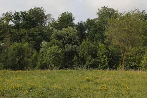 Vegetation in an urban park