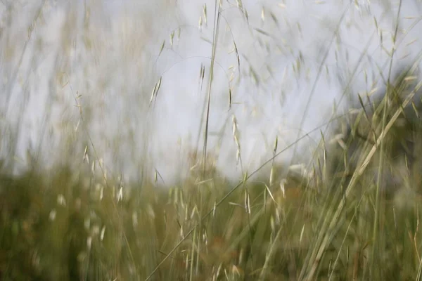 Vegetazione Parco Urbano — Foto Stock