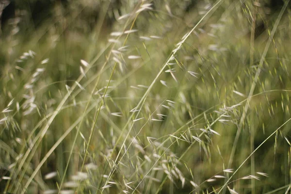 Vegetazione Parco Urbano — Foto Stock