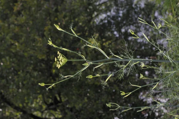 Vegetace Městském Parku — Stock fotografie