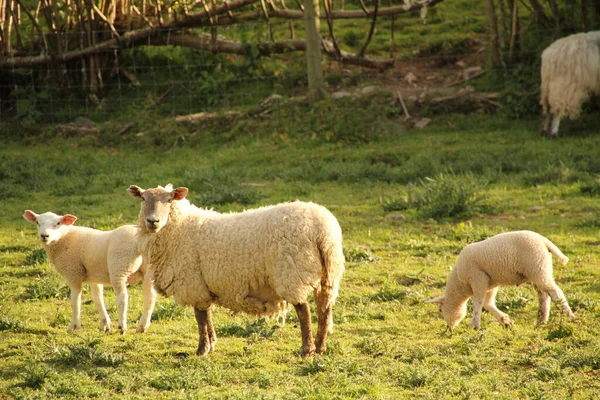 Moutons Campagne — Photo