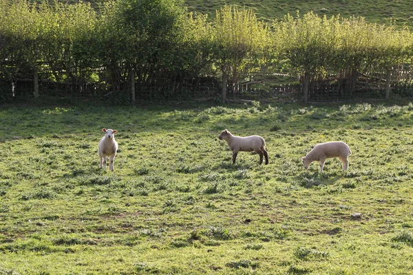 Sheep Country Side — Stock Photo, Image