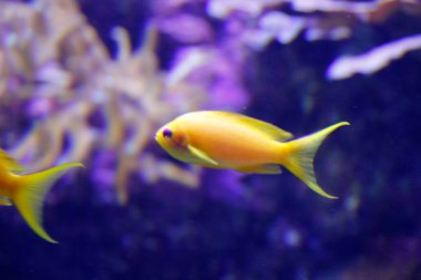 Akvaryumdaki derin denizin faunası