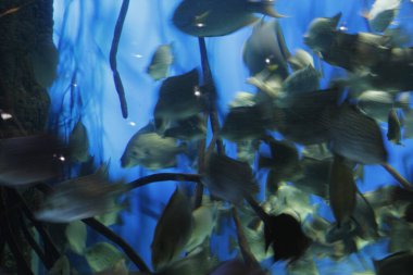 Akvaryumdaki derin denizin faunası