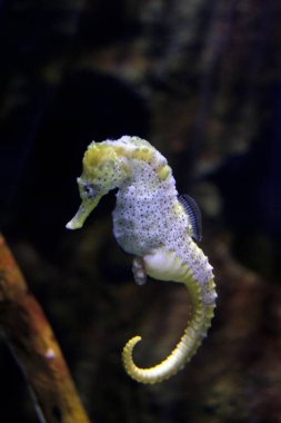 Akvaryumdaki derin denizin faunası