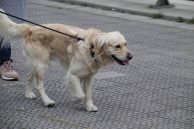 Sokaktaki evcil köpek.