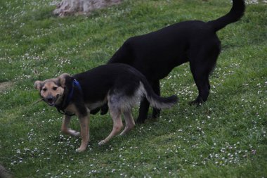 Sokaktaki evcil köpek.