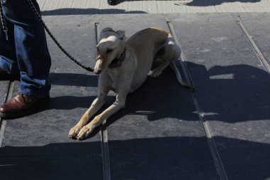 Sokaktaki evcil köpek.