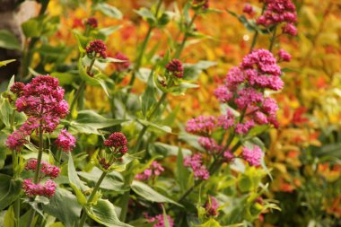 Bir şehir parkında bitki örtüsü