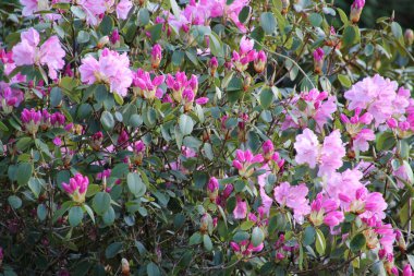 Bir şehir parkında bitki örtüsü