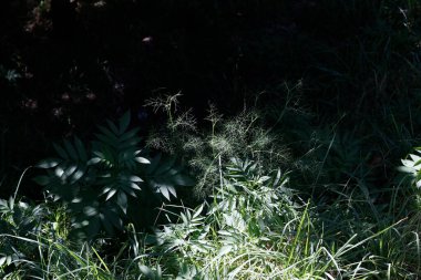 Bir şehir parkında bitki örtüsü