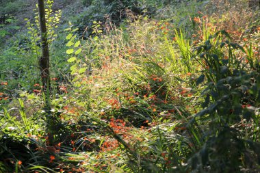 Bir şehir parkında bitki örtüsü