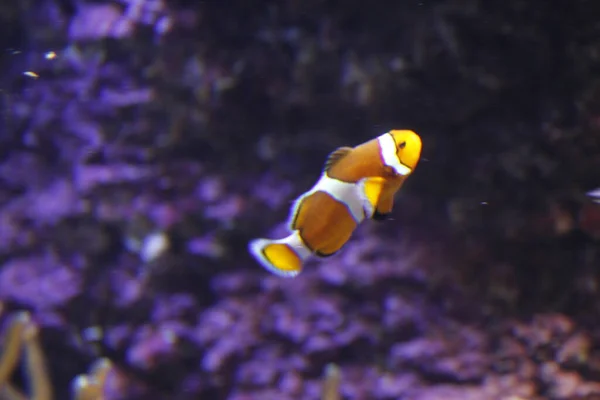 Fauna Del Mare Profondo Acquario — Foto Stock