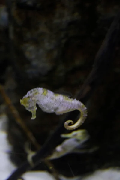 Die Fauna Der Tiefsee Aquarium — Stockfoto