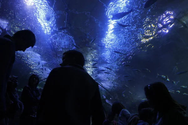 水族館の深海のファウナ — ストック写真