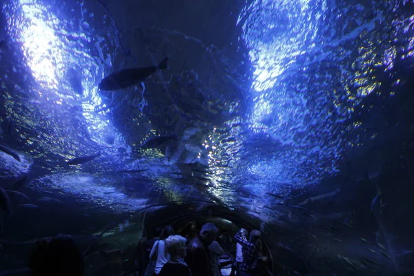 水族館の深海のファウナ — ストック写真