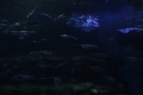 Faune Mer Profonde Dans Aquarium — Photo