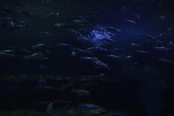 水族館の深海のファウナ — ストック写真