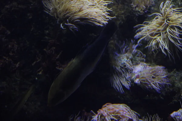 Fauna Głębinowa Akwarium — Zdjęcie stockowe