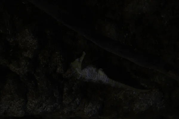 水族館の深海のファウナ — ストック写真