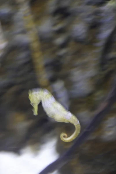 Akvaryumdaki Derin Denizin Faunası — Stok fotoğraf