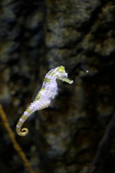 Fauna Deep Sea Aquarium — Stock Photo, Image