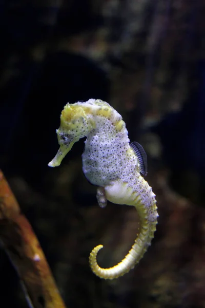 Djup Havsfauna Akvarium — Stockfoto