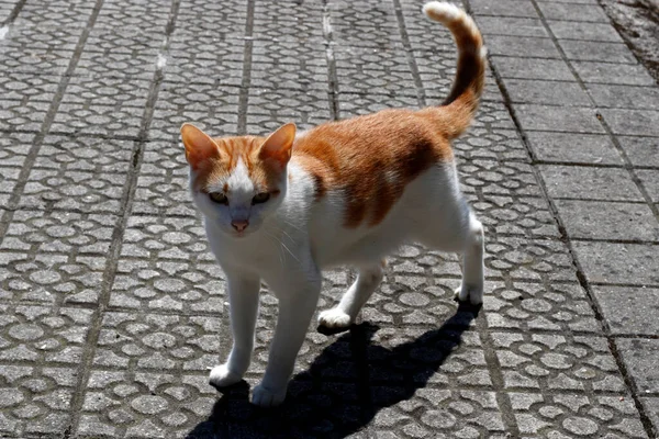 Mladá Kočka Žijící Ulici — Stock fotografie