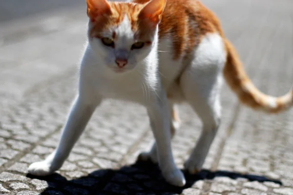 Молодий Кіт Живе Вулиці — стокове фото