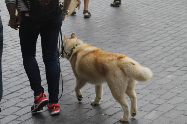 Haushund Auf Der Straße — Stockfoto