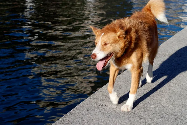 Domestic Dog Street — Stock Photo, Image