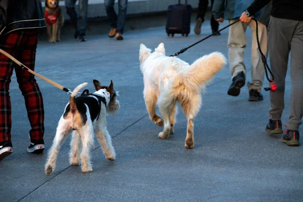 Haushund Auf Der Straße — Stockfoto