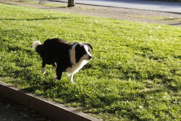 通り内の犬 — ストック写真